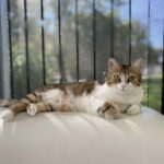 Lilou