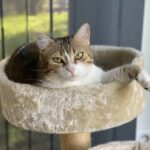 Lilou