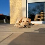 Photo chienne cannelle couchée