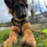Photo chien nommé schnaps
