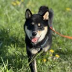 chien en laisse dans herbe