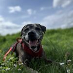 chien en laisse dehors