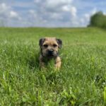 petit chien dans l'herbe