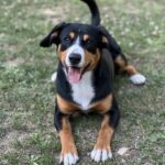 photo d'un chein noir et blanc dehors