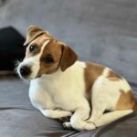 Photo d'un chien sur un canapé gris